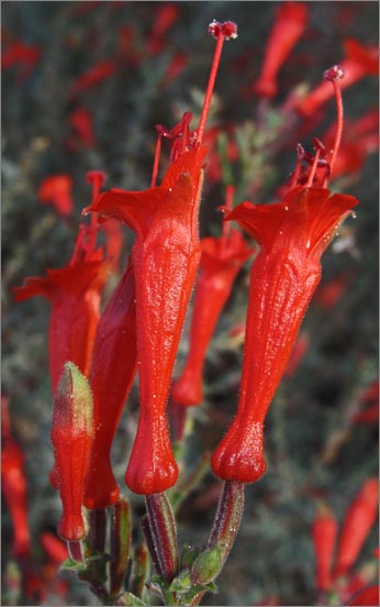 sm 3992 California Fuchsia.jpg - California Fuchsia (Epilobium canum): These natives had been planted in a delightful redwood grove amidst the park.